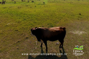 INICIO TOURO.00_01_25_25.Quadro009_325760423e33f6e0538b05f8d132af48c3fda247.jpg